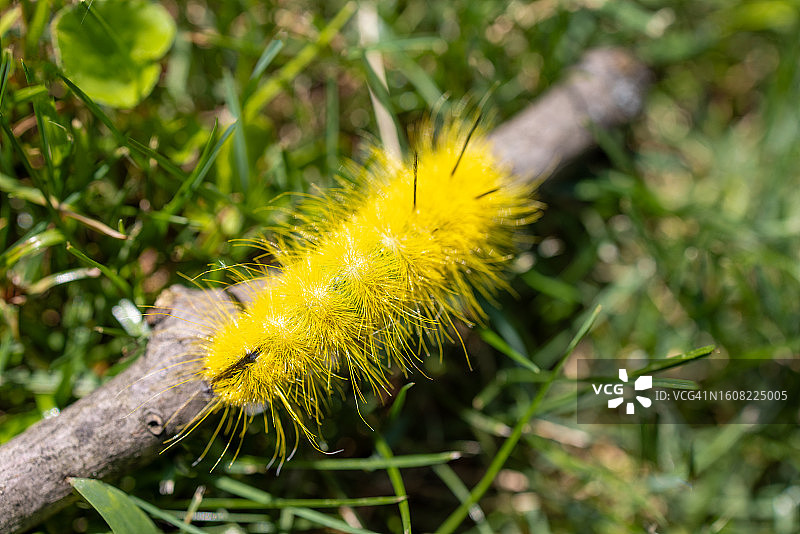模糊的亮黄色美洲匕首蛾毛毛虫图片素材