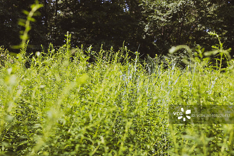 绿色开阔草地图片素材