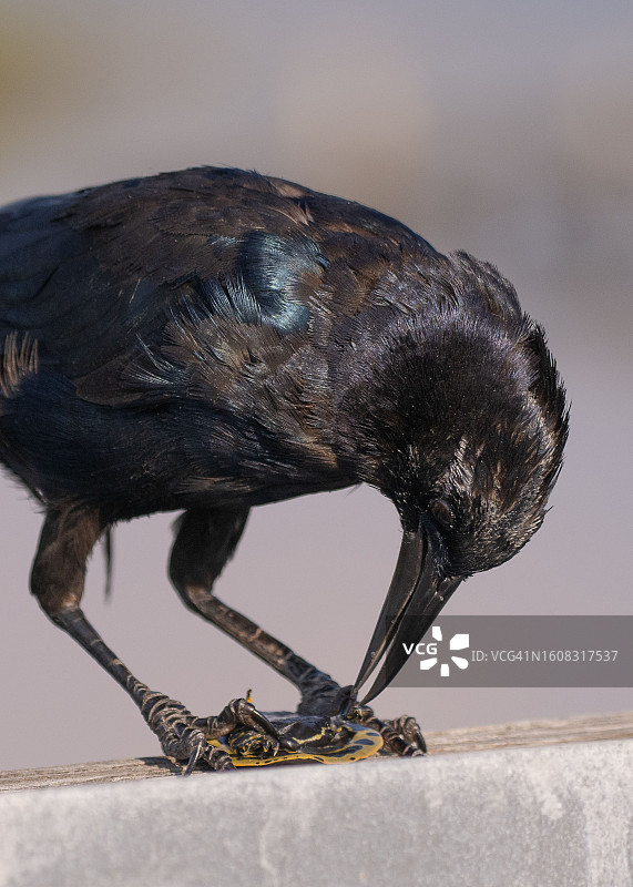 燕八哥吃小乌龟图片素材