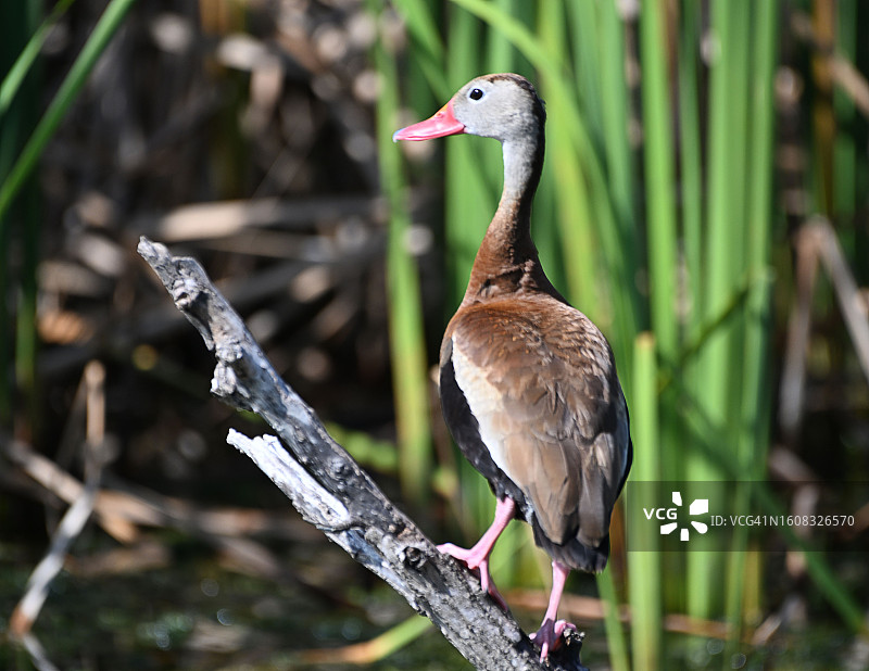 黑腹树鸭图片素材