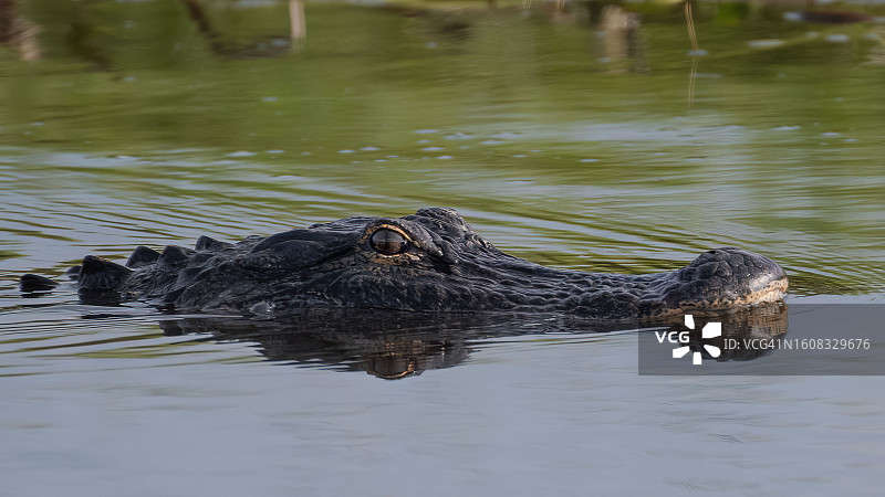 水中游泳的鳄鱼图片素材