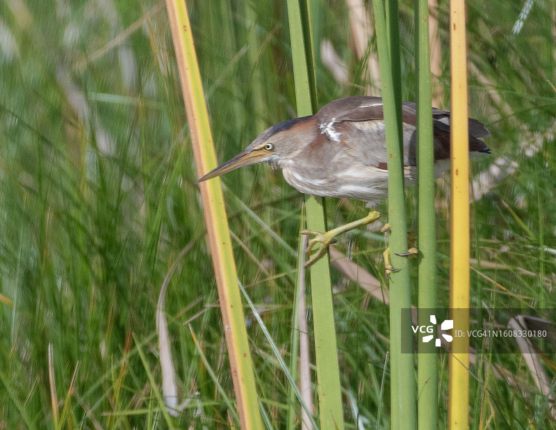 小苇鳽图片素材