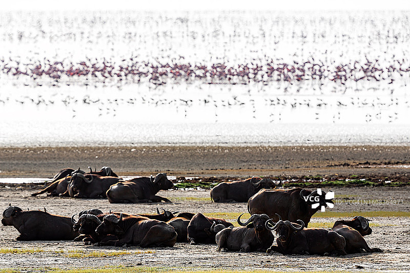 非洲水牛在湖边休息，火烈鸟在觅食图片素材