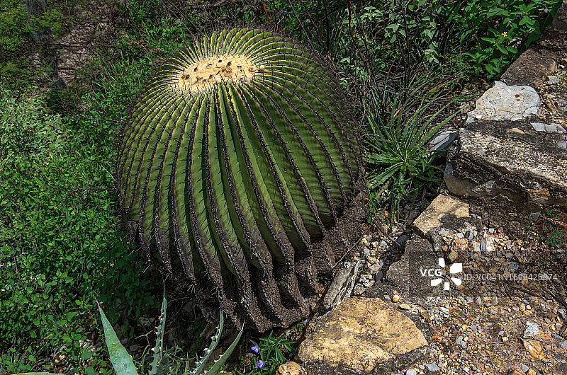 巨型金琥仙人掌图片素材
