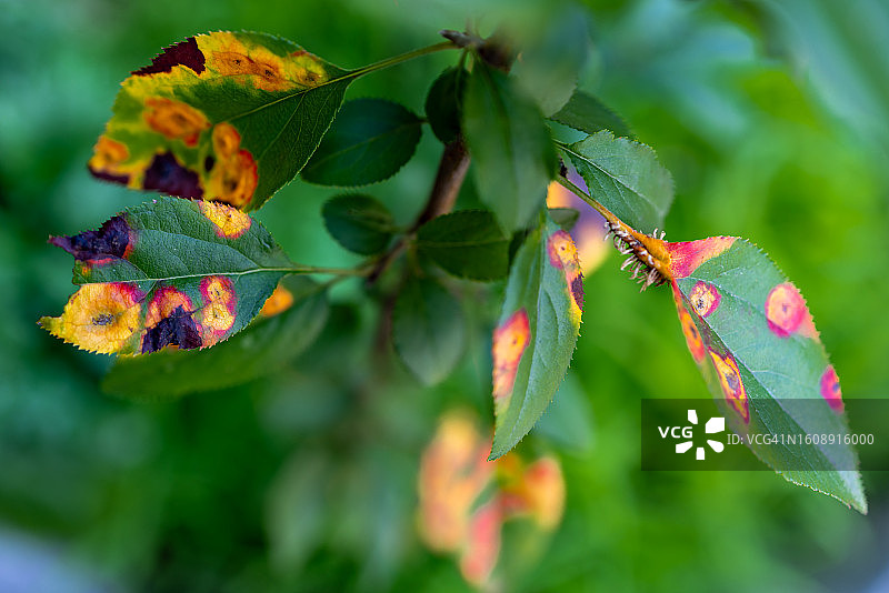 树木真菌或病害或锈病图片素材