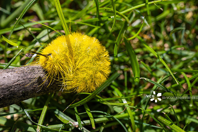 毛茸茸亮黄色毛毛虫装死图片素材