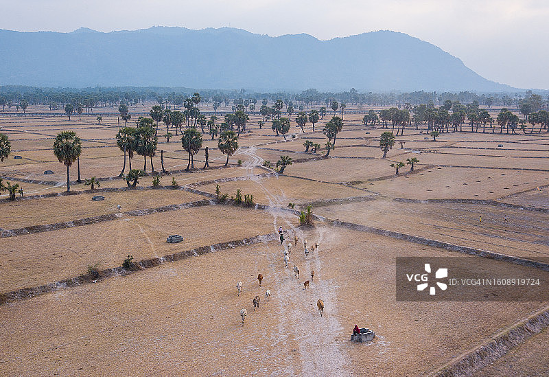 安江省棕榈糖田里自由放牧的奶牛航拍照片图片素材