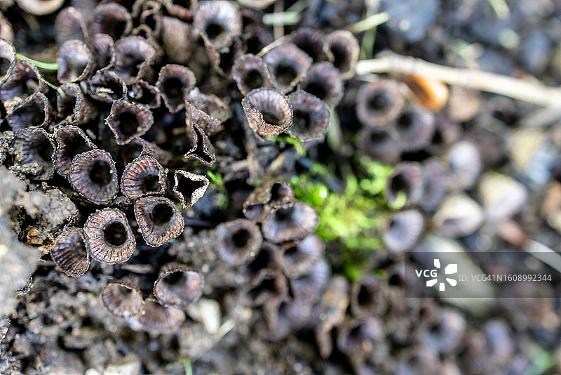 喜粪鸟巢菌丛图片素材