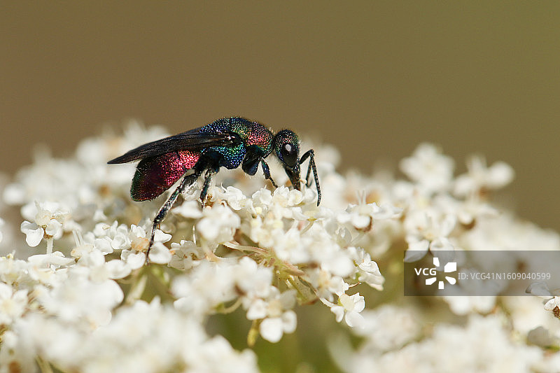 一只美丽的杜鹃黄蜂正在以野胡萝卜植物的花粉为食图片素材