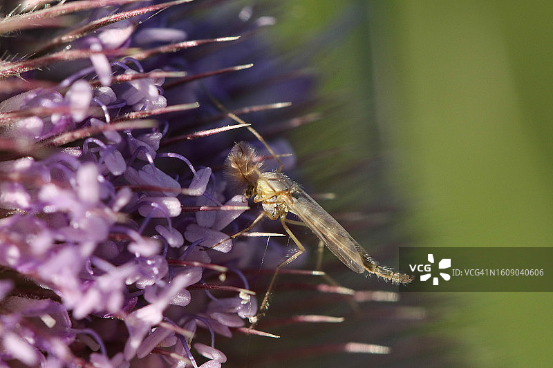 一只摇蚊停在蓟花上图片素材