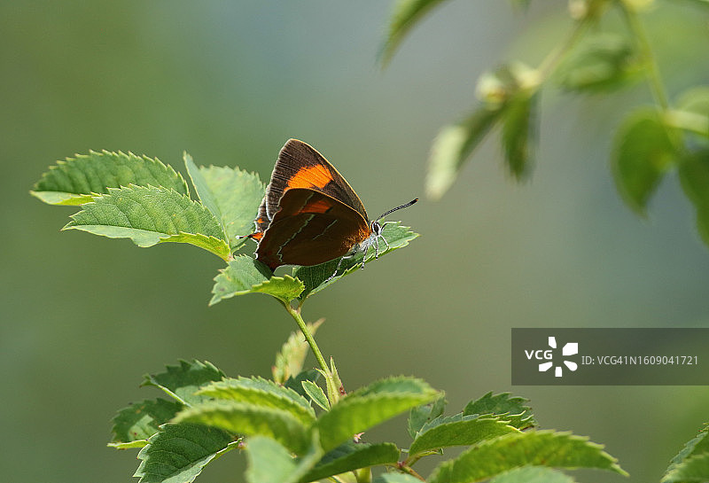 罕见的雌性棕色丝蛱蝶栖息在林地的一片叶子上图片素材