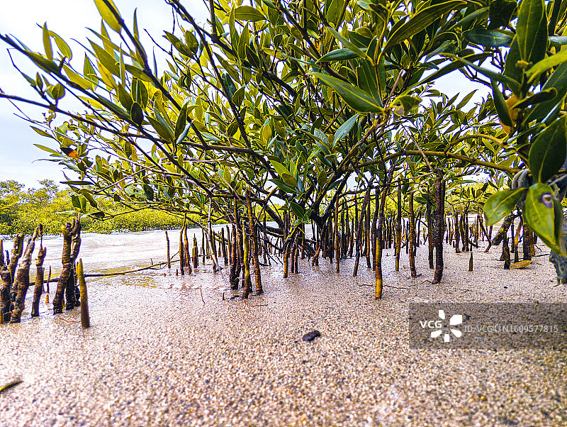 印度古吉拉特邦瓦迪纳尔的红树林图片素材