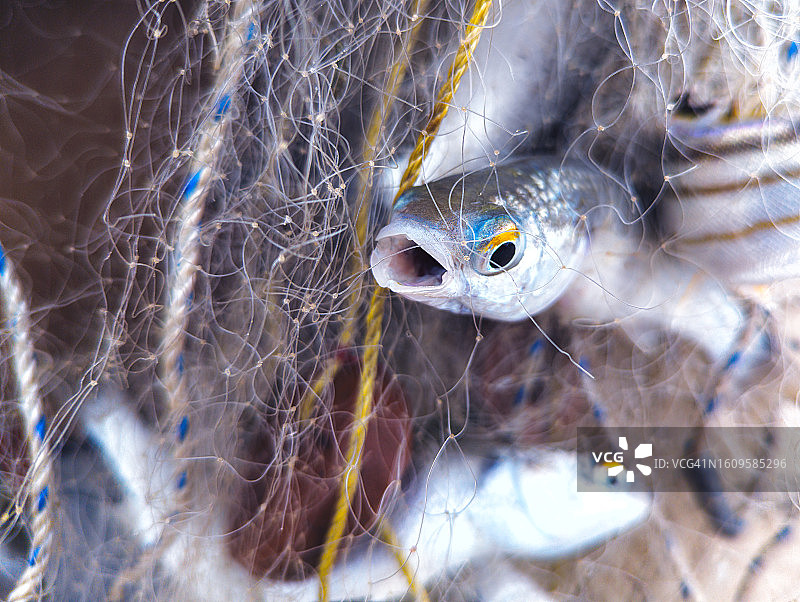 鱼在渔网中张开嘴呼吸和挣扎的特写镜头图片素材