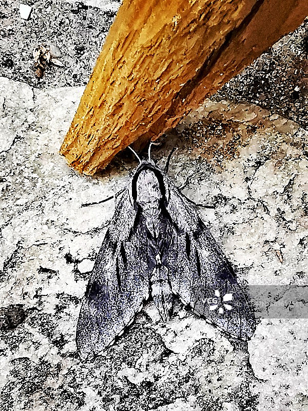 灰色飞蛾图片素材