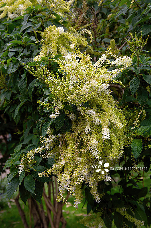 盛开的雷登伯格木图片素材