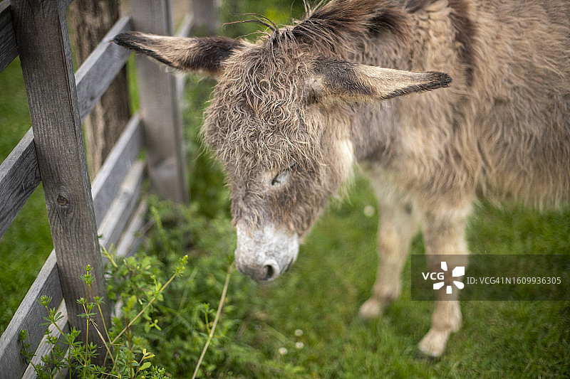 驴吃草图片素材