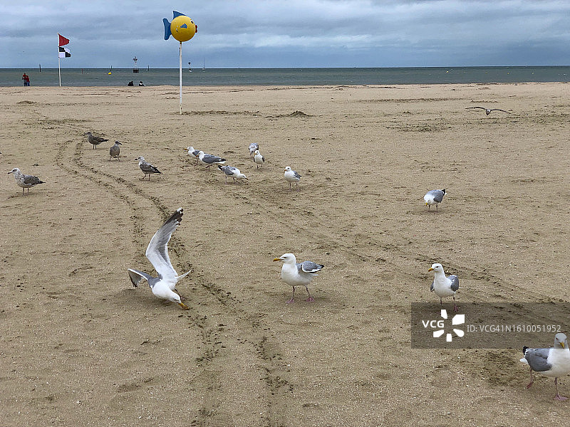 沙滩上的海鸥图片素材
