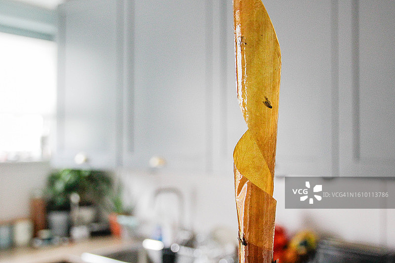 捕蝇草图片素材