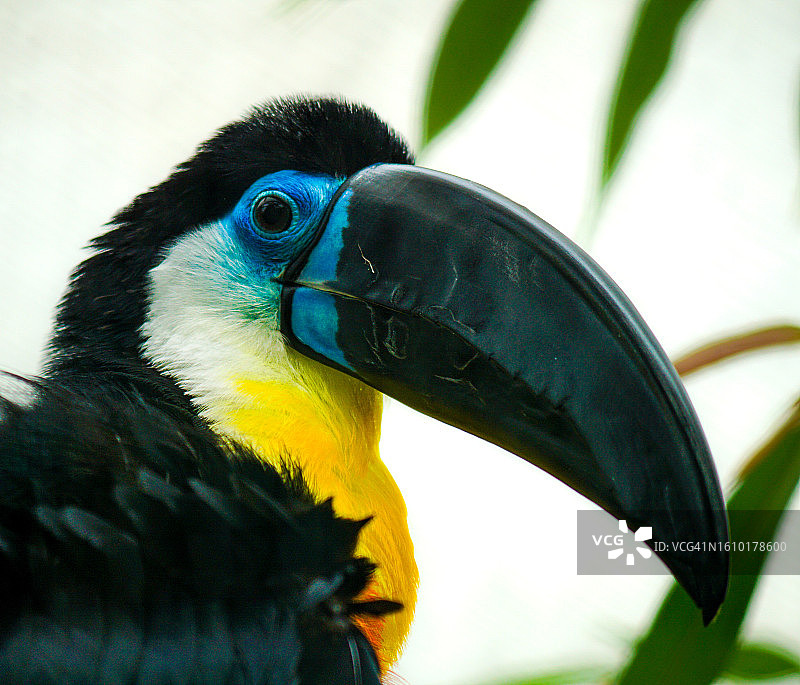 巨嘴鸟图片素材