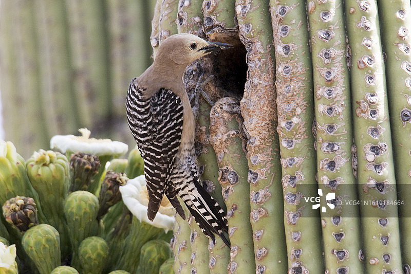 雌性姬拉啄木鸟向仙人柱巢穴运送食物图片素材