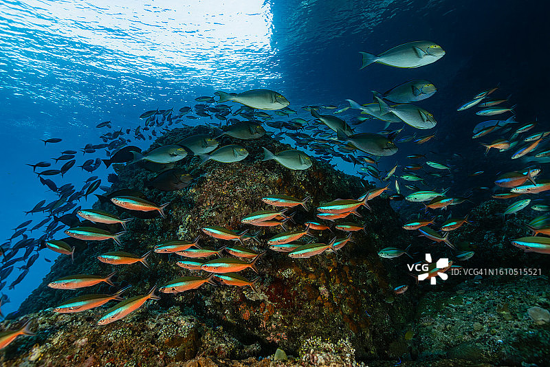黄面刺尾鱼和蓝纹姬鲷鱼群，位于印度尼西亚特里同湾的德拉迈岩图片素材