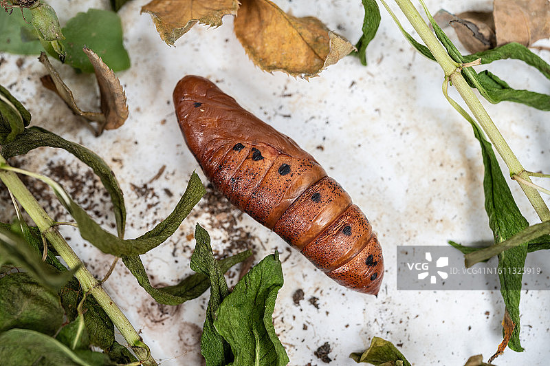 蛾子变身前的幼虫小蛹图片素材