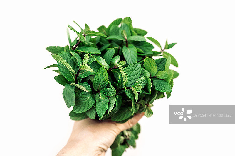 白色背景上手持薄荷花束，特写图片素材