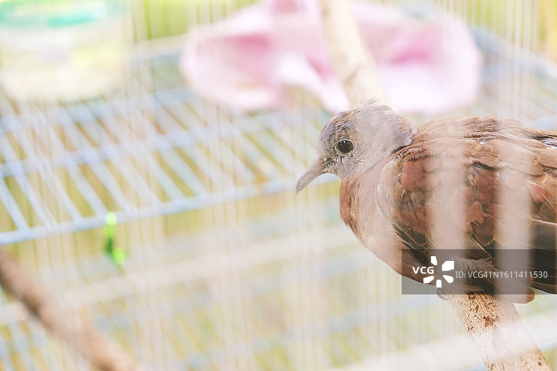 笼子里的鸽子特写图片素材