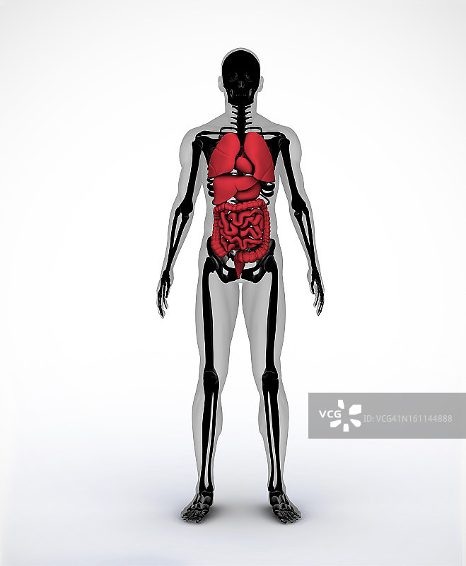 带有可见器官的黑色和灰色数字骨骼图片素材