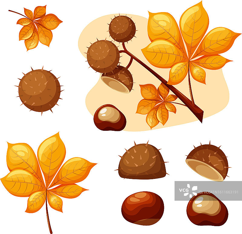 秋季板栗图片素材
