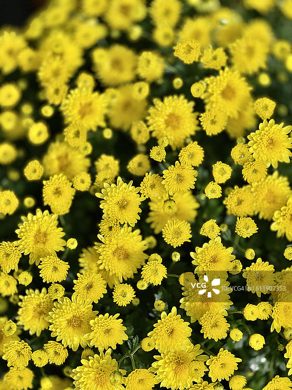 盛开的黄色花园菊花（菊花）植物特写图片素材