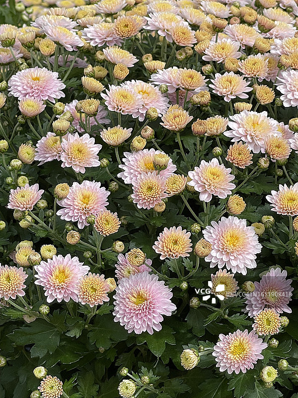 盛开的粉色花园菊花（Chrysanthemum x morifolium）植物特写图片素材