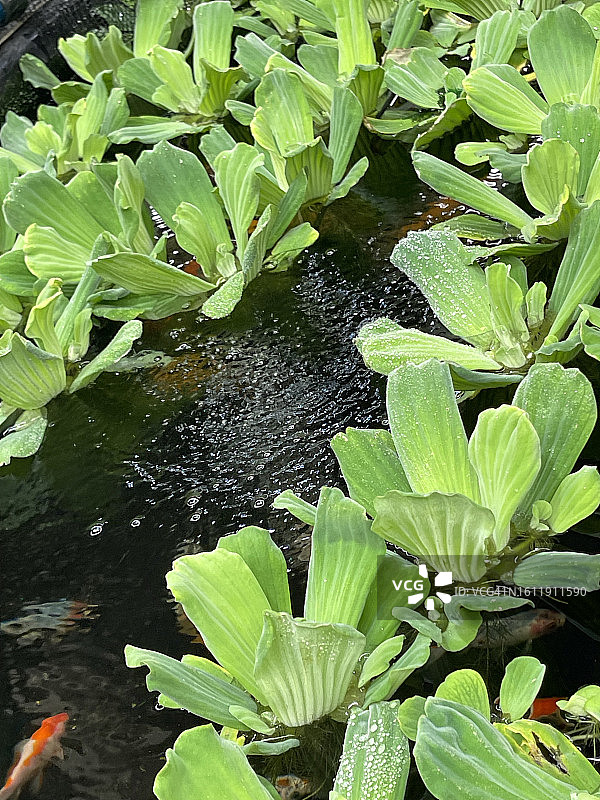 漂浮在水中并生长的水生生菜特写图片素材