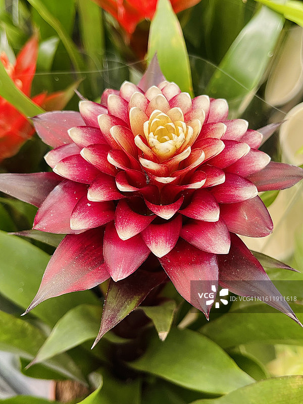 猩红之星植物盛开特写图片素材