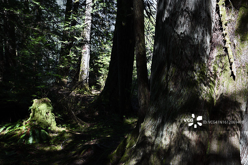 森林深处图片素材