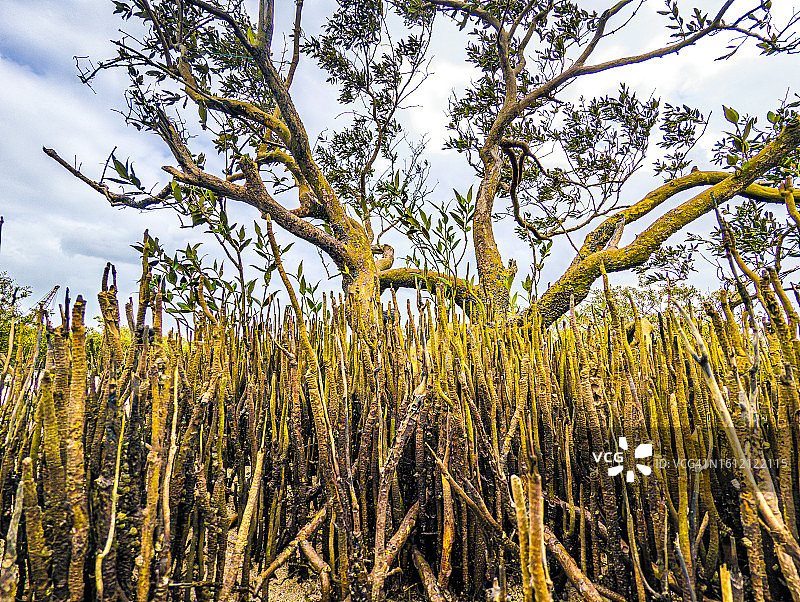 印度古吉拉特邦瓦迪纳尔的红树林图片素材
