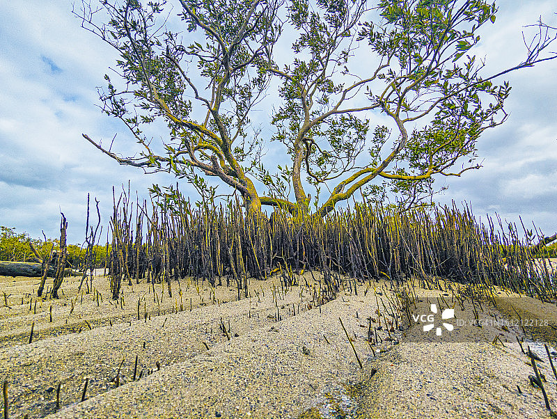 印度古吉拉特邦瓦迪纳尔的红树林图片素材