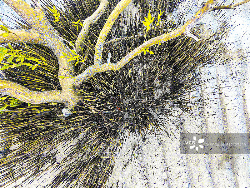 印度古吉拉特邦瓦迪纳尔的红树林图片素材