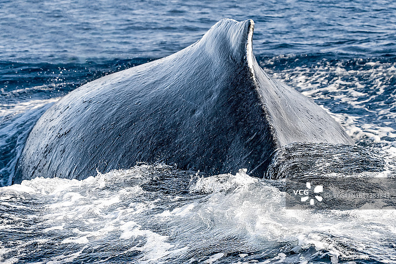 座头鲸图片素材