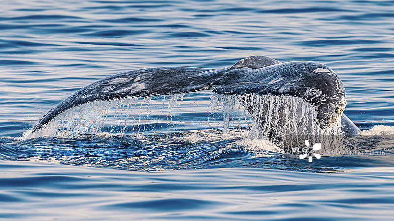 座头鲸图片素材