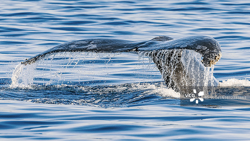 座头鲸图片素材
