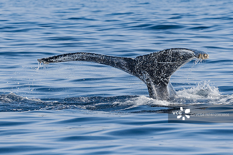 座头鲸图片素材