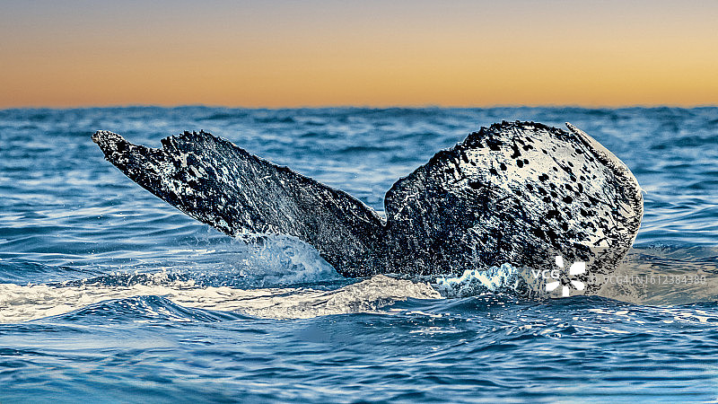 座头鲸图片素材