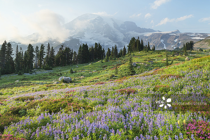 雷尼尔山的天堂野花草甸图片素材