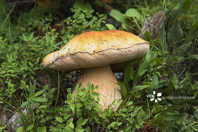 美味牛肝菌图片素材