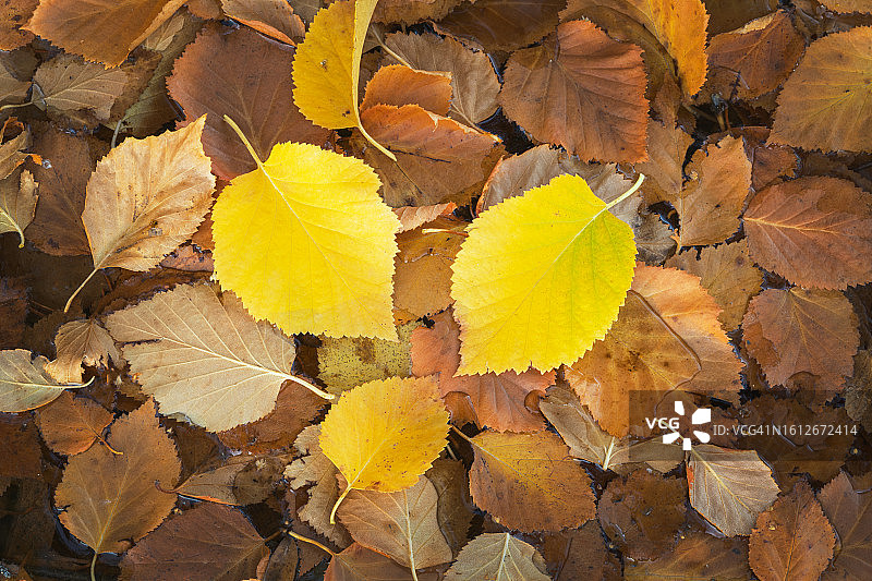 梅托河的秋叶图片素材