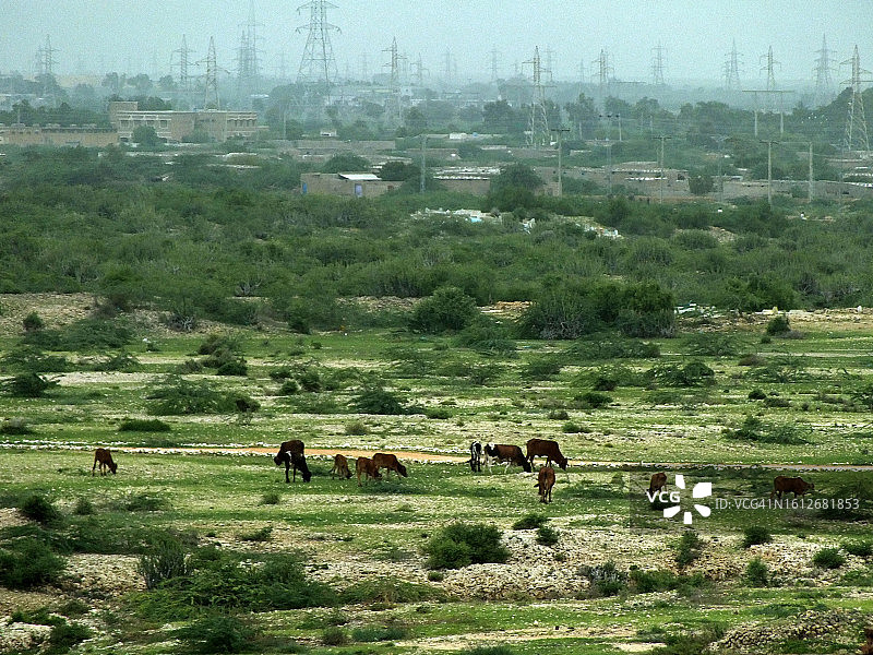 草地上吃草的牛图片素材