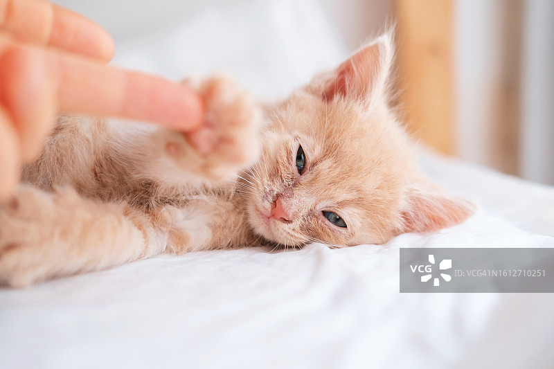 动物收容所里虚弱的流浪小猫图片素材