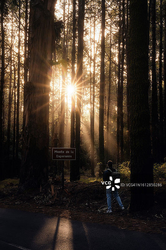 特内里费森林的迷人瞬间：阳光穿透树林图片素材