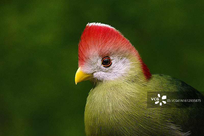 红冠蕉鹃肖像图片素材